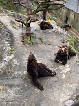 のぼりべつクマ牧場に投稿された画像（2023/7/27）