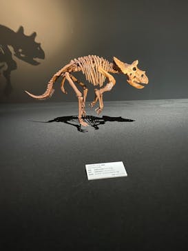 DinoScience 恐竜科学博 2023@TOKYO MIDTOWNに投稿された画像（2023/7/27）