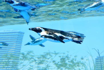 サンシャイン水族館に投稿された画像（2023/7/27）