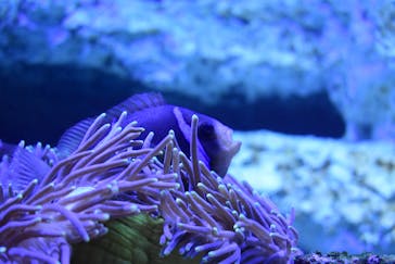 サンシャイン水族館に投稿された画像（2023/7/27）