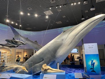 特別展「海　―生命のみなもと―」（国立科学博物館）に投稿された画像（2023/7/27）