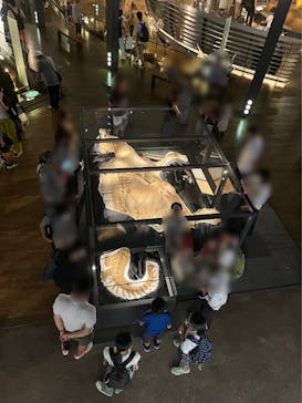 福井県立恐竜博物館に投稿された画像（2023/7/27）