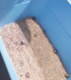 ぶっとんでるいきもの展に投稿された画像（2023/7/28）