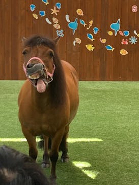 ノーザンホースパークに投稿された画像（2023/7/27）