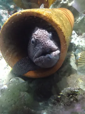 仙台うみの杜水族館に投稿された画像（2023/7/27）