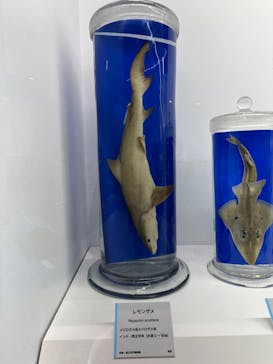 特別展「海　―生命のみなもと―」（国立科学博物館）に投稿された画像（2023/7/27）