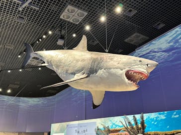 特別展「海　―生命のみなもと―」（国立科学博物館）に投稿された画像（2023/7/27）