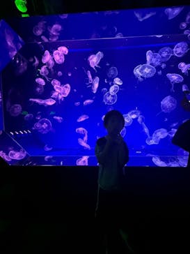 名古屋港水族館に投稿された画像（2023/7/27）