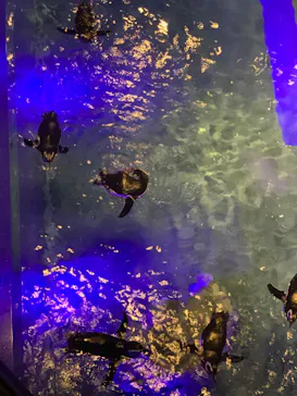 すみだ水族館に投稿された画像（2023/7/28）