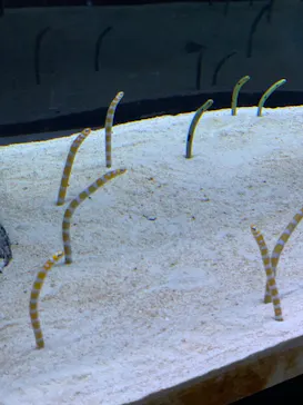 すみだ水族館に投稿された画像（2023/7/28）