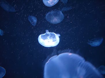 サンシャイン水族館に投稿された画像（2023/7/28）