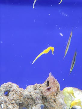 サンシャイン水族館に投稿された画像（2023/7/28）