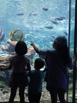 串本海中公園水族館に投稿された画像（2023/7/28）