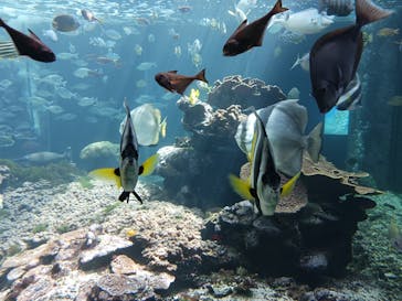 串本海中公園水族館に投稿された画像（2023/7/28）