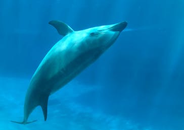 名古屋港水族館に投稿された画像（2023/7/28）