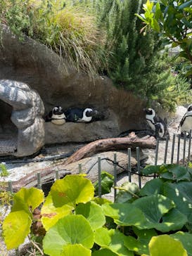 サンシャイン水族館に投稿された画像（2023/7/28）