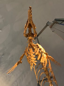 福井県立恐竜博物館に投稿された画像（2023/7/28）