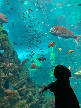 上越市立水族博物館 うみがたりに投稿された画像（2023/7/28）