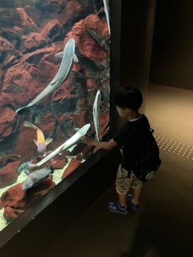 上越市立水族博物館 うみがたりに投稿された画像（2023/7/28）