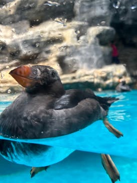 アクアワールド茨城県大洗水族館に投稿された画像（2023/7/28）