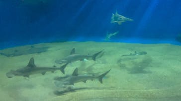 アクアワールド茨城県大洗水族館に投稿された画像（2023/7/28）