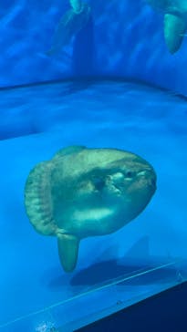 アクアワールド茨城県大洗水族館に投稿された画像（2023/7/28）