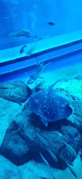 アクアワールド茨城県大洗水族館に投稿された画像（2023/7/28）