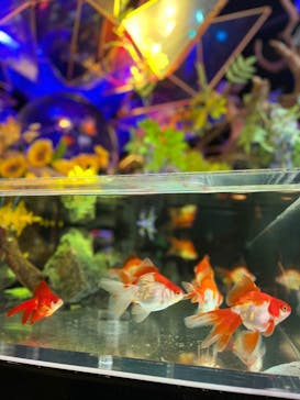 NARA KINGYO MUSEUMに投稿された画像（2023/7/28）