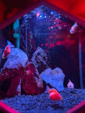 NARA KINGYO MUSEUMに投稿された画像（2023/7/28）