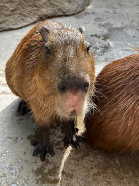 神戸どうぶつ王国に投稿された画像（2023/7/28）