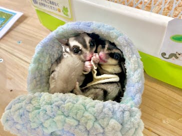 いきもの探検隊上尾に投稿された画像（2023/7/28）