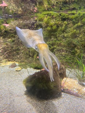 鴨川シーワールドに投稿された画像（2023/7/28）