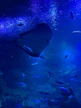 京都水族館に投稿された画像（2023/7/28）