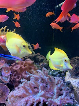 京都水族館に投稿された画像（2023/7/28）