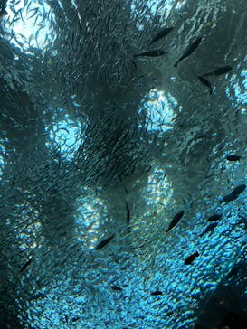 上越市立水族博物館 うみがたりに投稿された画像（2023/7/28）