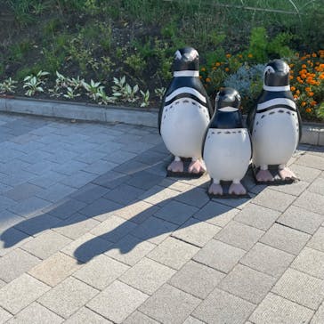 しながわ水族館に投稿された画像（2023/7/28）