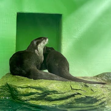 しながわ水族館に投稿された画像（2023/7/28）