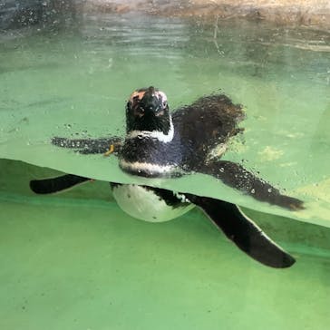 しながわ水族館に投稿された画像（2023/7/28）