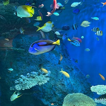 しながわ水族館に投稿された画像（2023/7/28）