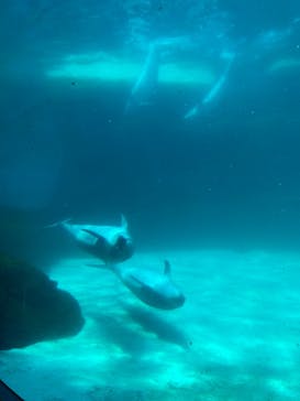 名古屋港水族館に投稿された画像（2023/7/28）