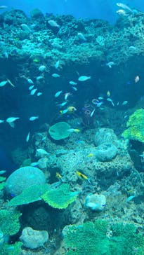 アクアワールド茨城県大洗水族館に投稿された画像（2023/7/29）