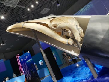 国立科学博物館に投稿された画像（2023/7/29）