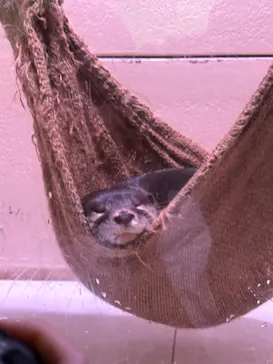 マクセル アクアパーク品川に投稿された画像（2023/7/29）