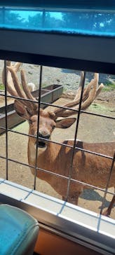 那須サファリパークに投稿された画像（2023/7/29）