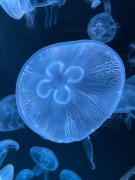 AOAO SAPPOROに投稿された画像（2023/7/29）