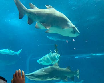 アクアワールド茨城県大洗水族館に投稿された画像（2023/7/29）