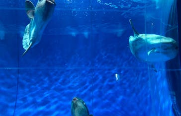 アクアワールド茨城県大洗水族館に投稿された画像（2023/7/29）