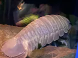 名古屋港水族館に投稿された画像（2023/7/29）