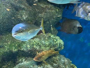 名古屋港水族館に投稿された画像（2023/7/29）