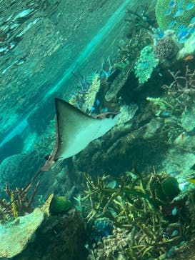 名古屋港水族館に投稿された画像（2023/7/29）